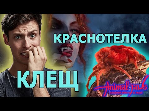 Чем опасны красные клещи-краснотелки при нападении