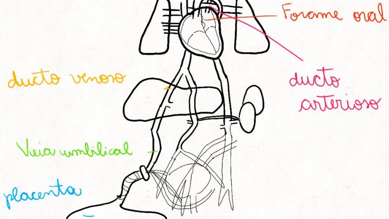 ANIMAÇÃO CIRCULAÇÃO FETAL | Enfermundo - O mundo da enfermagem Transcripts, image size:1280x720