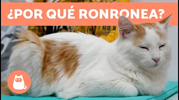 ¿Qué significa que un gato ronronea?