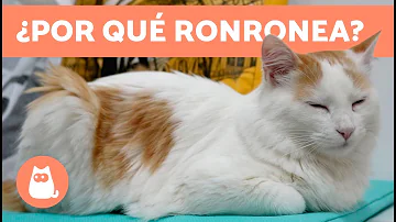 ¿Por qué mi gato ronronea y me mira?