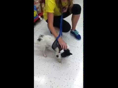 puppy paradise Furkids/Small Dog Rescue - Walton
