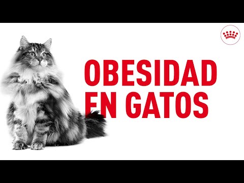 Video: Cómo ayudar a los gatos gordos de interior a perder peso