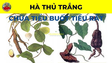 Hà Thủ Ô Trắng có tác dụng chữa trị bệnh gì? | Chữa Tiểu Buốt Tiểu Rắt