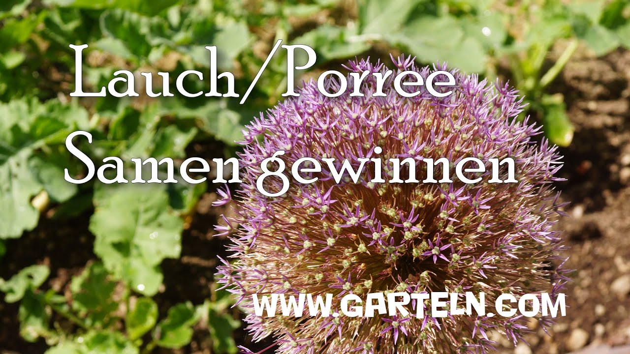 Porree Samen Belton F1, Ca. 50 Korn - Frosthartes Lauch Saatgut Für Den Garten, Von Dürr Samen