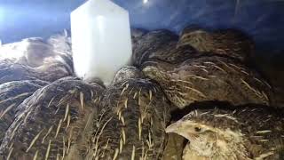 PHONE NUMBER #9100301396 [Fresh Batair Ready |Quail Supply |Best Quality Birds #youviralvideo 