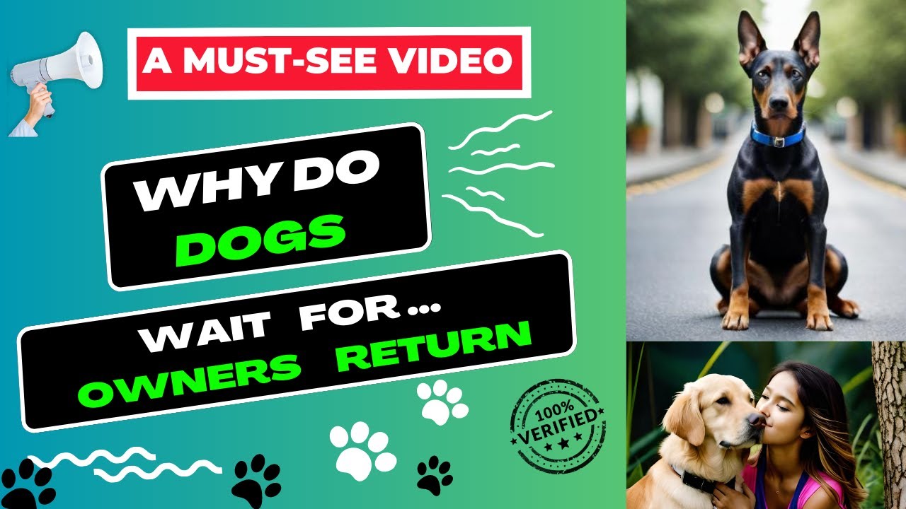 Why Do Dogs Wait For Owners Return YouTube