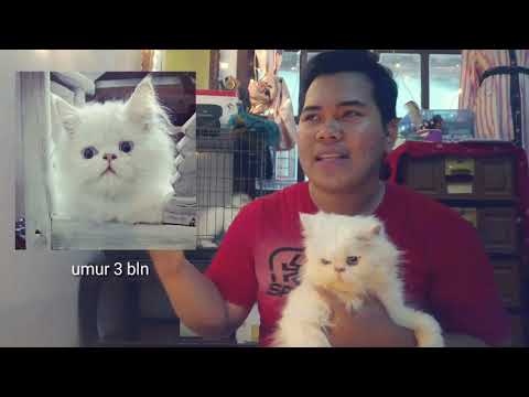 awal-mula-adopsi-kucing-(-ciprut-)