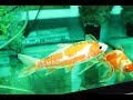 錦鯉の白点病が治りました！