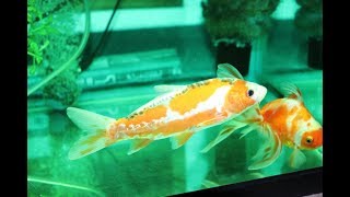錦鯉の白点病が治りました！