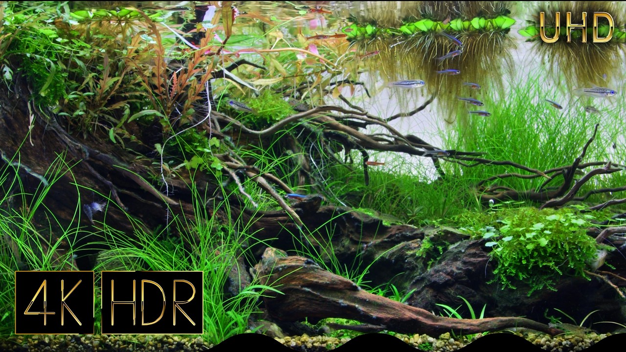 [Cropped] Spatial Harmony｜Aquascape Fixed 3hours 4K HDR 60fps｜Real Aquarium ｜Paradise