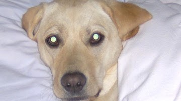 The Quantum Dog Experiment