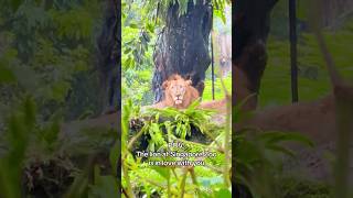 Dinie Syahmi (Reupload) African Lion at Singapore Zoo #Singapore