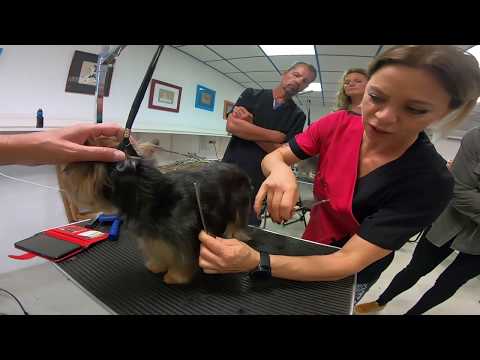 Vidéo: La meilleure coiffure pour les Yorkies Teacup