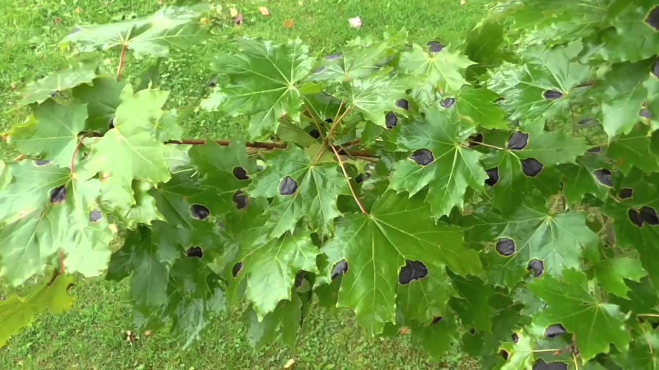 Tar spot on Maple Leaf - YouTube