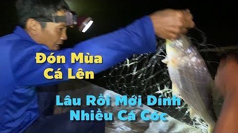 Đón Mùa Con Cá Lên Lâu Rồi Mới Dính Nhiều Cá Cóc Như Vậy | Cù Lao Dung Vlogs #791