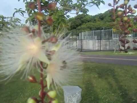 さがり花が朝日に照らされて散って Youtube