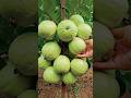 New Techniques For Grafting Guava Tree To Pruduse More Fruits !?(100%successful)#guvava#grafting