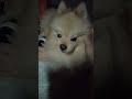 Наши необыкновенные меньшие (большие)🐕💖 #собачки #маленькие собачки