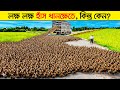 কৃষকরা ধানক্ষেতে হাঁস ছেড়ে দিয়েছিল — এরপর যা হলো, কেউ ভাবেনি | খুঁটিনাটি