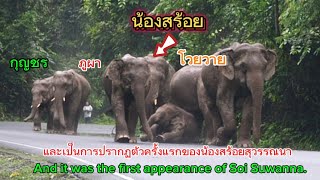 Ep507 วันที่ภูผาไม่มีใคร ยังมีน้องสร้อย กุญชร โวยวาย#wildlife #เขาใหญ่ #elephant #ช้างป่า #new#ช้าง