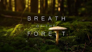 Breath of The Forest II - Canon EOS R5 | Lumix GH5