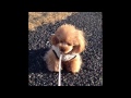 愛犬と海沿い散歩♪ 寒いのが苦手な ティーカッププードル