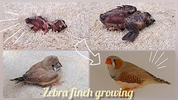 Zebra finch growth stages | Nena