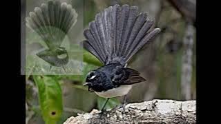 Suara Burung Kipasan / Sikatan Ribut, Ampuh Untuk PIKAT DAN TERAPI KIPASAN/SIKATAN RIBUT