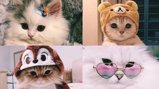 أجمل صور قطط لطيفة😻❤ screenshot 5