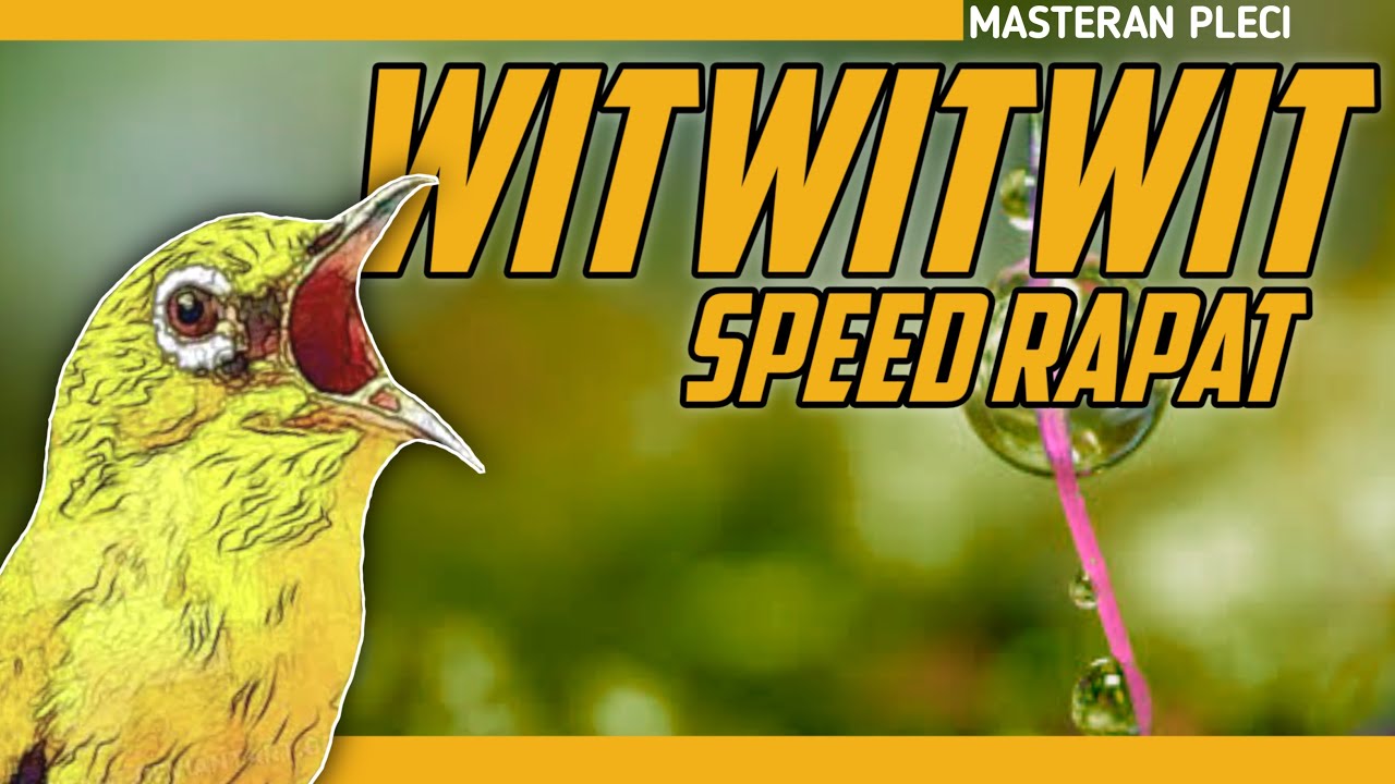 🔴 LIVE masteran PLECI SEJALUR witwitwit speed rapat #plecinembaksejalur
