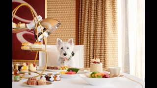 Pampered Puppy... Five-star service for four-legged guests in the Encore At Wynn Las Vegas