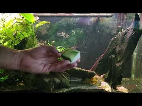 Video: How To Clean Your Aquarium From Green Algae On Glass