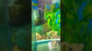 Clown Knife & Gaint Gourami 11-9-23