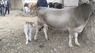картинка: 26 ХАЗОР САВДО ШИД МОЛБОЗОРИ ШАХРИТУЗ 5 ОКТЯБРЯ 2025