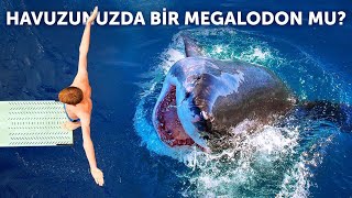 Megalodon Evinizin Havuzunda Olsaydı Ve Sizin De Ayağınız Kayıp Havuza Düşseydiniz Neler Olurdu?