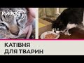 Знущання над тваринами: на Чернігівщині живодери палять та ріжуть котів