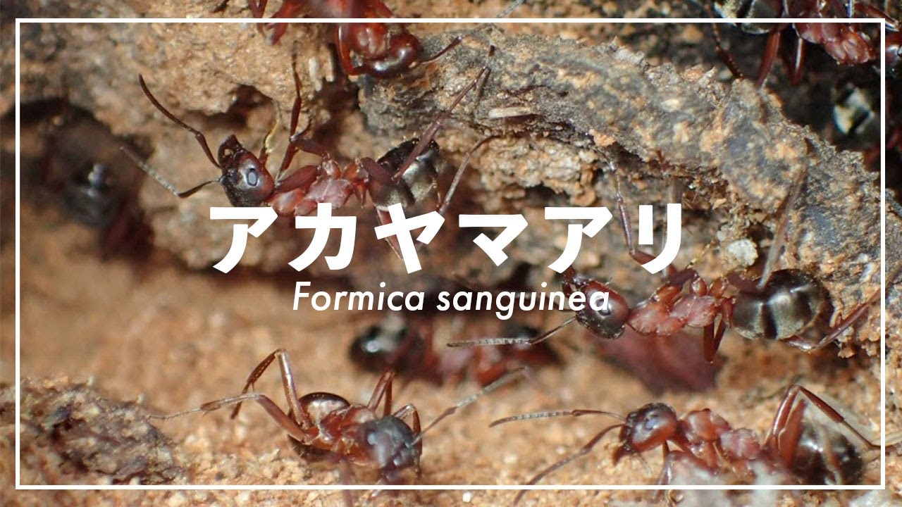 日本の赤いアリまとめ ヒアリに似ている蟻 在来種 あんつべ アリ飼育初心者向けブログants Base Label アンツベースレーベル
