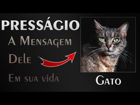 O Que Significa Quando Um Gato Mija no Dono Espiritualmente?