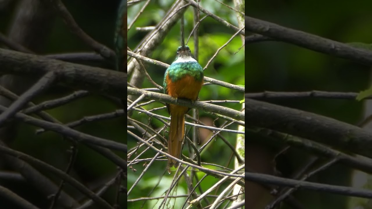 Rufous-tailed Jacamar Calling 