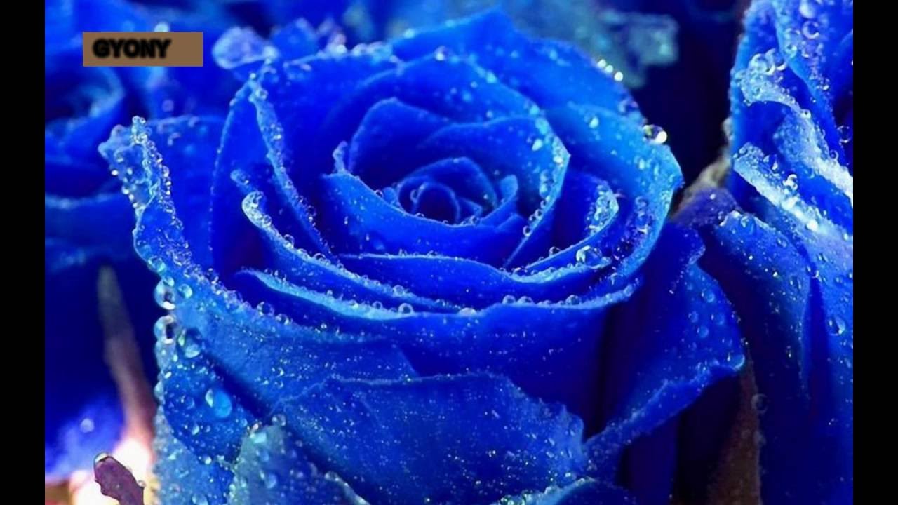 Imagini Cu Cei Mai Frumosi Trandafiri Youtube