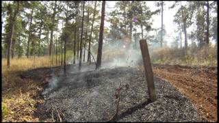 SFE Video: Stoddard Plot Prescribed Fire