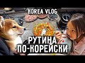 Готовлю корм для животных / Отношение к кастрации и стерилизации животных в Корее / KOREA VLOG