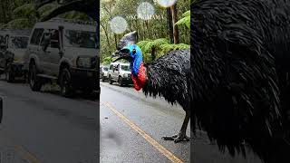Cassowary Standoff: Wildlife Officer Redirects World's Most Dangerous Bird #cassowary