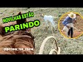 NOVILHAS DE CRIA COMEÇARAM A PARIR 🤠🙏🏻 | LAÇANDO BEZERRO NO PASTO E CURANDO