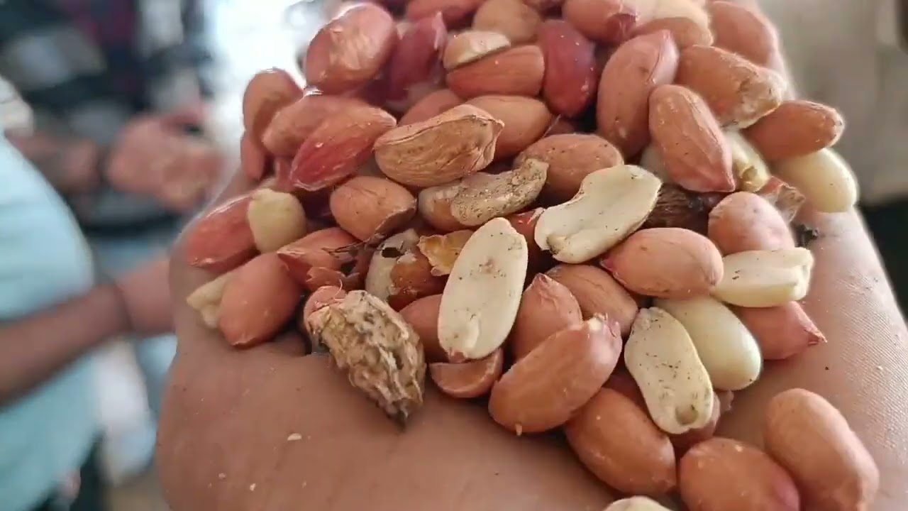 જુનાગઢ માર્કેટીંગ યાર્ડ ના બજારભાવ તા 15.1.2026. બજાર ભાવ જુનાગઢ. આજના બજારભાવ 