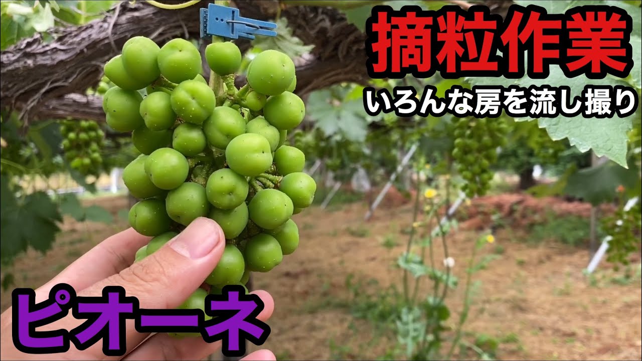 「ぶどうの作業」ピオーネ摘粒作業。いろんな房をしてみました。