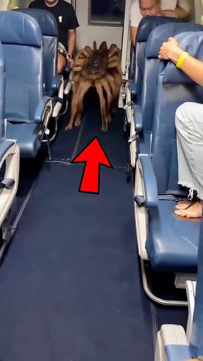 This Got On The Plane While They Were Traveling! 😰