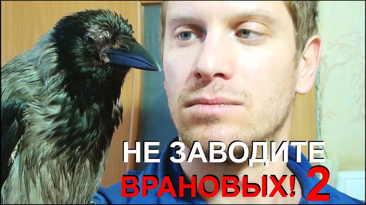 ⁣НЕ ЗАВОДИТЕ ВРАНОВЫХ ПТИЦ!!! ЧАСТЬ 2