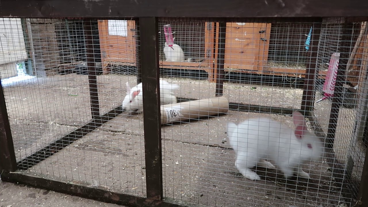 FarmCam | Baby Rabbits