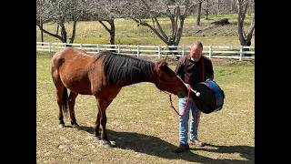 The Story of Equine Assisted Music Therapy